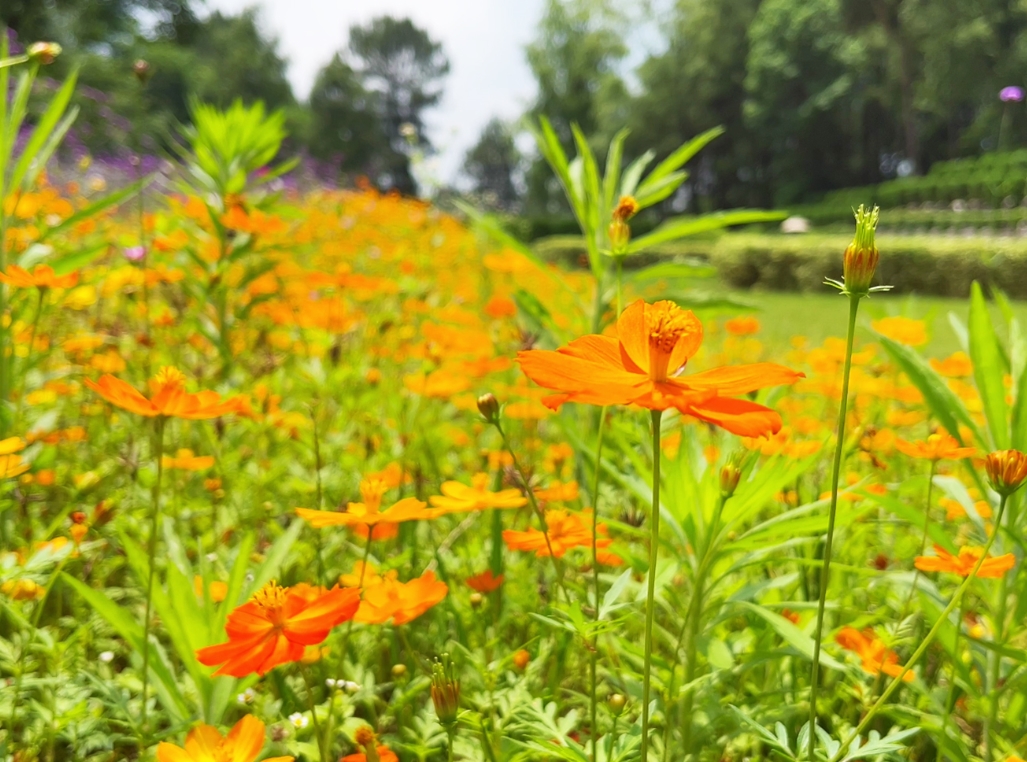 ��԰����